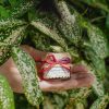 B de L 小銅鍋法式頂級果醬 迷你瓶12入禮盒